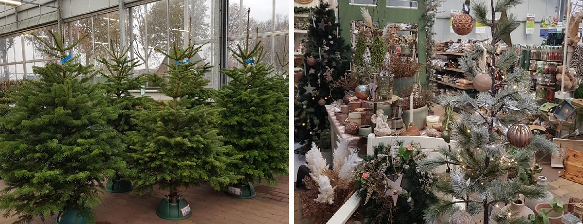 Kerstboom kopen Sint en omgeving - Tuincentrum Verheijen