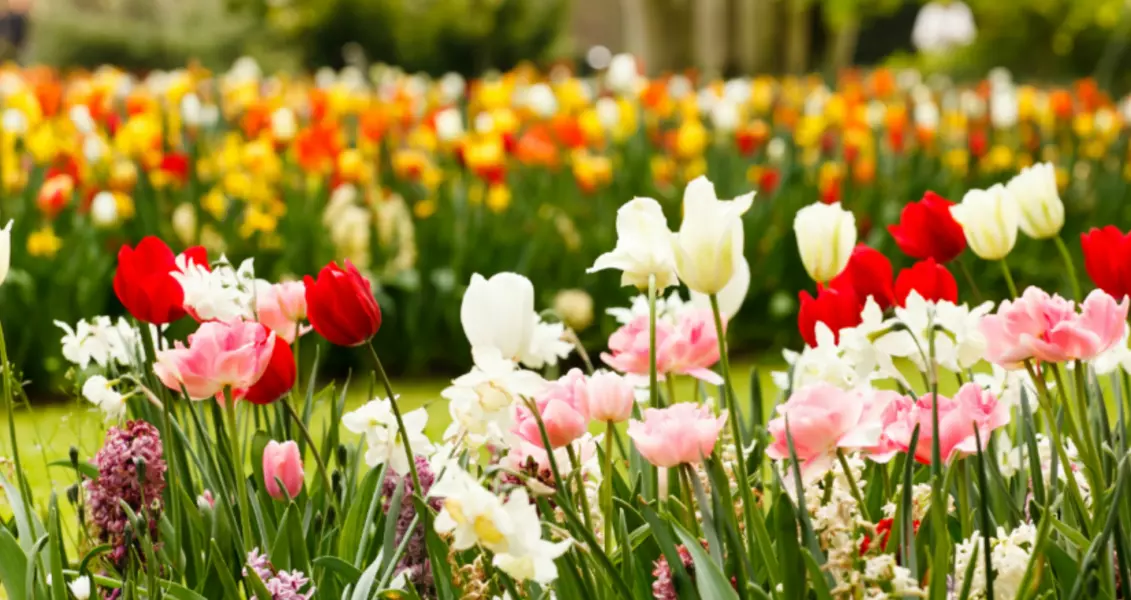 'Uitstekende kwaliteit en variƫteit in planten'